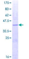 Human TGFB1 / TGF Beta 1 Protein (Recombinant GST, N-terminus)