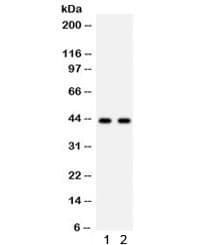 SGCA / DAG2 Antibody