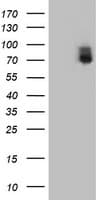 ILVBL Antibody (clone OTI8A12)