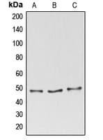 Polyclonal Rabbit anti-Human BAG4 / SODD Antibody (C-Terminus, IHC, WB)