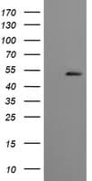 CBLC Antibody (clone OTI3D9)