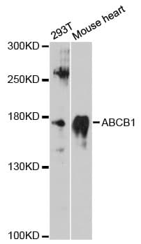 Polyclonal Rabbit anti-Human ABCB1 / MDR1 / P Glycoprotein Antibody (IHC, WB)