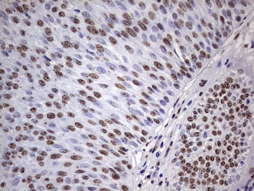 MYF5 / MYF 5 Antibody (clone OTI2G5)