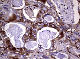 WNT3 Antibody (clone OTI1G7)