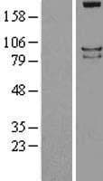 PTPRS Protein (Over-Expression Lysate Myc-DDK (Flag))