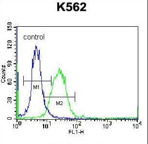 Polyclonal Rabbit anti-Human DOC2A Antibody (aa277-306, IHC, WB)