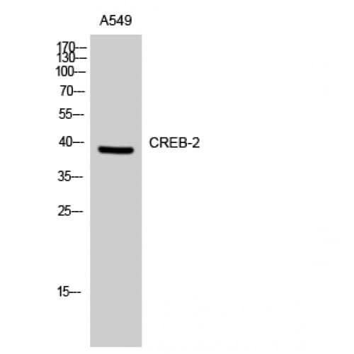 ATF4 Antibody (160-240 aa)