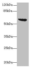 tar Antibody (aa212-553)