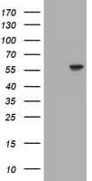 TRIM39 / RNF23 Antibody (clone OTI2A6)