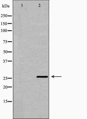 FAM3B Antibody