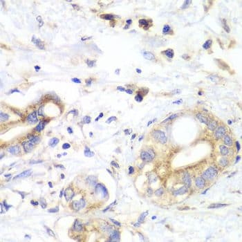TXN2 / Thioredoxin 2 Antibody