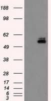 PKMYT1 Antibody (clone OTI2B4)