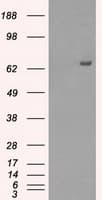 HDAC10 Antibody (clone OTI6D4)