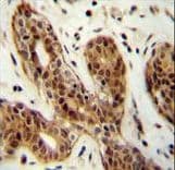 Polyclonal Rabbit anti-Human C9orf150 Antibody (aa11-40, IHC, WB)