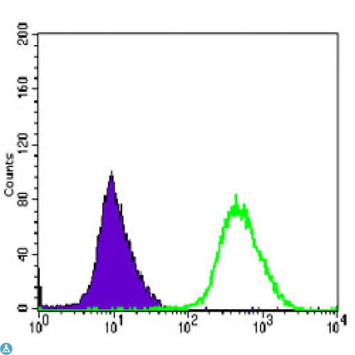 MAP2K6 / MEK6 / MKK6 Antibody