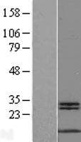 MYCBP Protein (Over-Expression Lysate Myc-DDK (Flag))