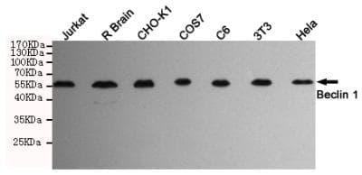 Monoclonal Mouse anti-Human BECN1 / Beclin-1 Antibody (WB)