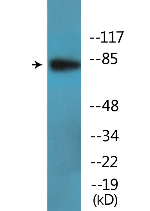 Polyclonal Rabbit anti-Human RSK1+2+3+4 Antibody (phospho-Ser221/Ser227/Ser218/Ser232, WB)