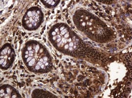 RASSF8 Antibody (clone OTI2B6)