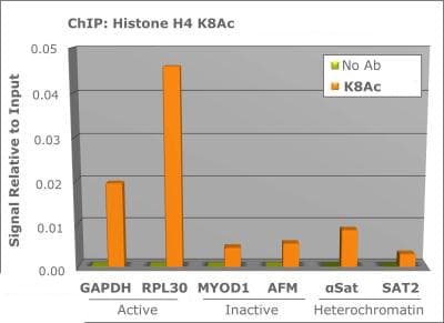 Polyclonal Rabbit anti-Human HIST4H4 Antibody (Ac-Lys8, IHC, IF, WB)