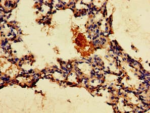 Polyclonal Rabbit anti-Human GPR4 Antibody (IHC, IF)