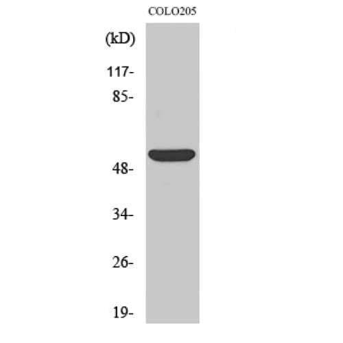CD4 Antibody (370-450 aa)