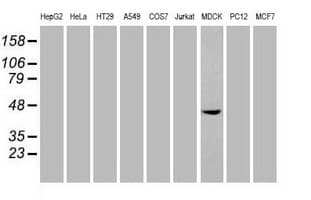SOX17 Antibody (clone OTI2G8)