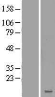 LRRC20 Protein (Over-Expression Lysate Myc-DDK (Flag))