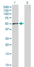 Monoclonal Mouse anti-Human RBMS1 Antibody (clone 3F2-2G9, WB)