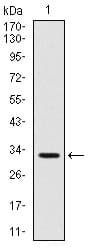 CD300E Antibody (clone 3B10)