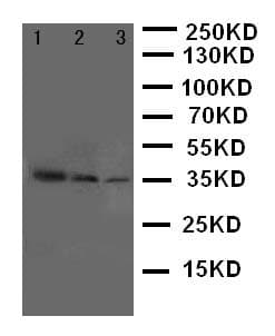 Polyclonal Rabbit anti-Human p66 / SHC Antibody (aa424-440, IHC, WB)