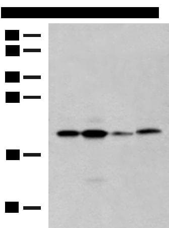 RMA1 / RNF5 Antibody