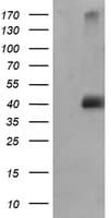 MAPK9 / JNK2 Antibody (clone OTI2H3)