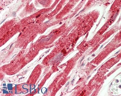 IHC-plus™ C1orf151 Antibody (clone 4H7)