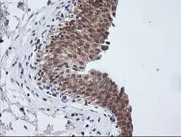 ETS2 Antibody (aa90-349, clone OTI2A3, Carrier-free)