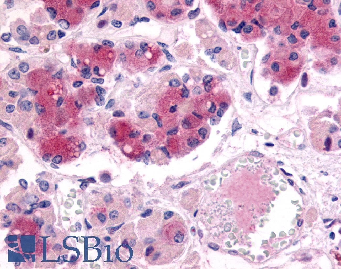 PathPlus™ AVPR1B Antibody (C-Terminus)
