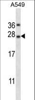 TNFSF14 / LIGHT Antibody (aa66-94)