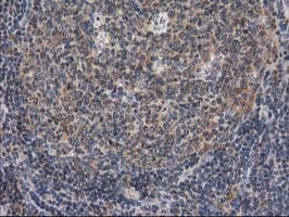 GBA3 / CBG Antibody (clone OTI1F1)