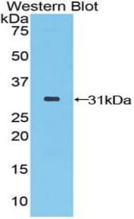 STAMBP / AMSH Antibody (aa126-368, FITC)