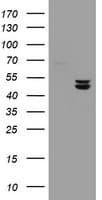 UQCRC1 Antibody (aa46-305, clone OTI2D10, Carrier-free)