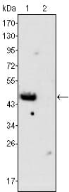 GATA4 Antibody (clone 6H10)
