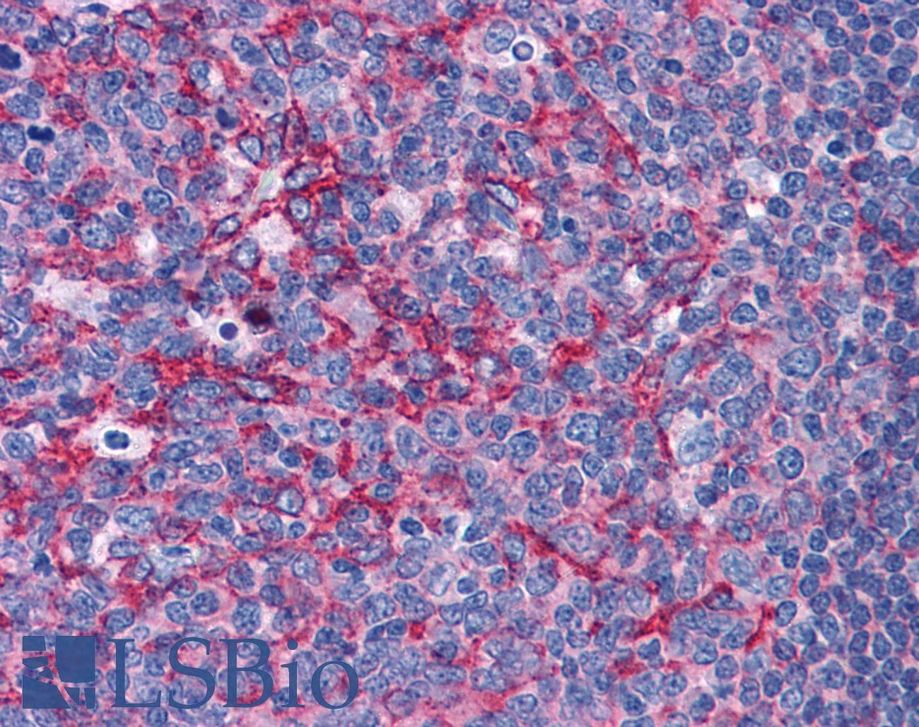 IHC-plus™ FLOT2 / Flotillin 2 Antibody (aa415-428)