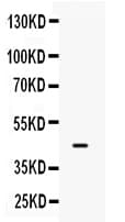 ISGF3 / IRF9 Antibody