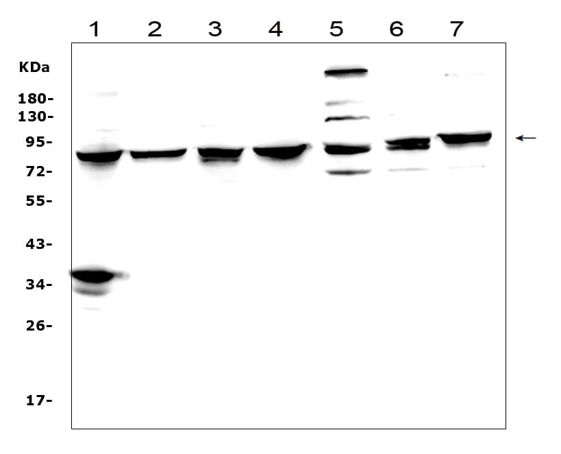 MAD1L1 / MAD1 Antibody (aa362-632)