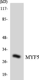 MYF5 / MYF 5 Antibody (aa45-94)