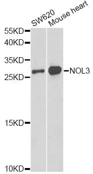 NOL3 / ARC Antibody