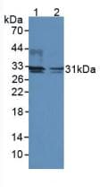 DIO2 Antibody (aa30-259)
