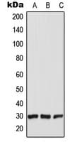 CT47 Antibody (C-Terminus)