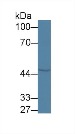 COQ6 Antibody (aa1-476)