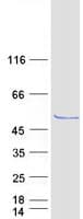Human OXSM / KS Protein (Recombinant Myc-DDK (Flag))